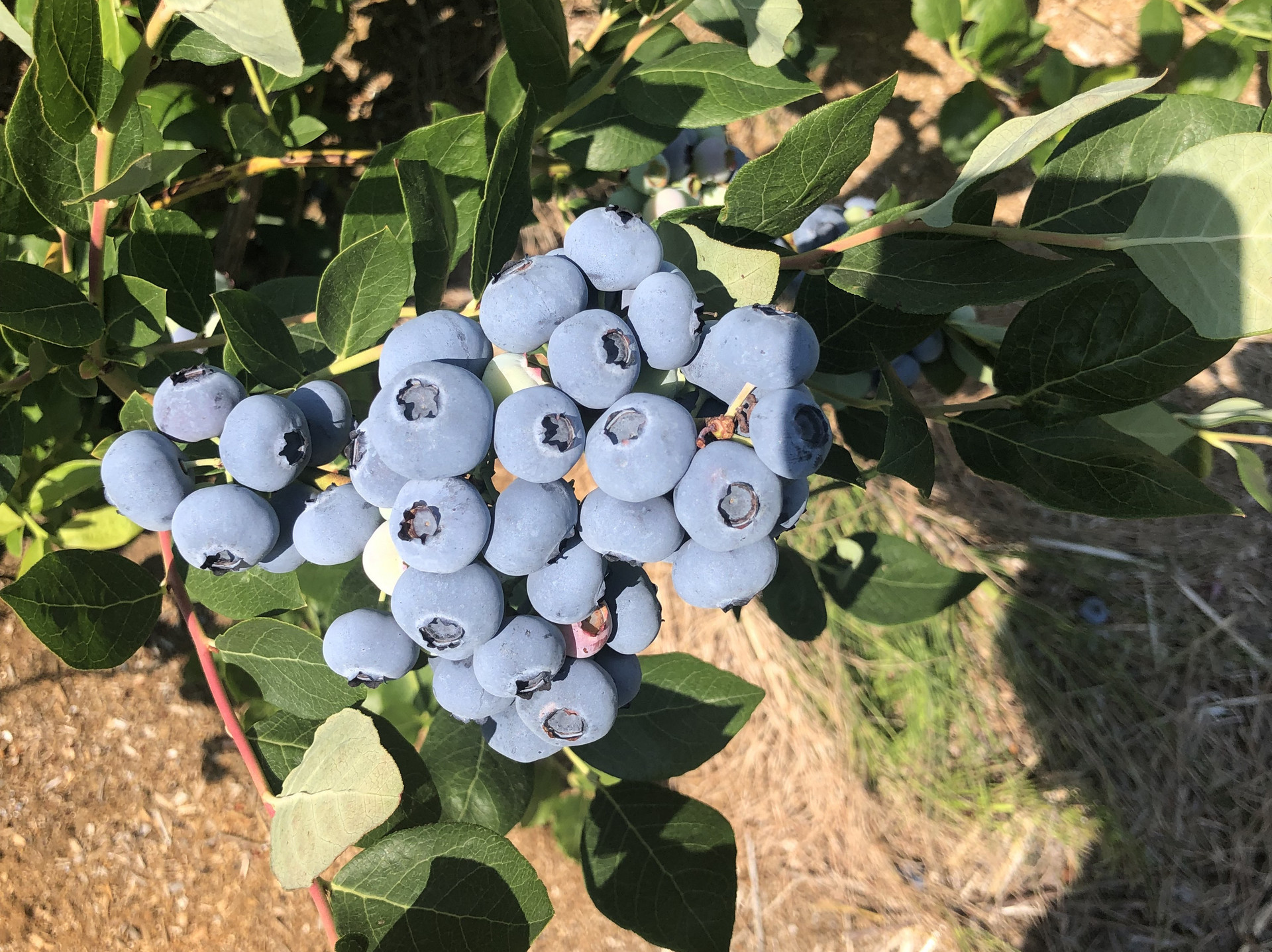 Blueberries grown as part of the regenerative farming project