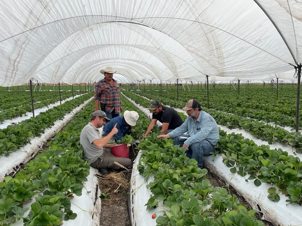 Implementing regenerative farming practices for strawberries in Mexico